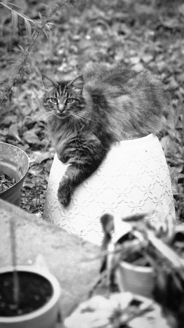 A black and white picture of a beautiful Norwegian forest cat laying on an upside down planter.