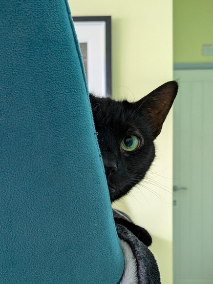 A black cat peeking around the back of teal fabric covered chair. Only half of her face is showing with an alert ear and wide open yellow-green eye. In the background is a yellow wall with the corner of frame showing and further back a door.