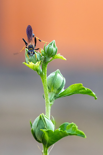 A close-up photograph macro of a Yellow Mud Dauber Wasp which is perched and kind of contorted on the tip of a green plant stem. The wasp is dark with yellow markings on its head and legs, and its wings are a deep, translucent purple. They are positioned pretty much in the middle on an unfurled bud of the plant (which I think is a Hibiscus). The plant is vibrant green, with several unopened buds and small leaves surrounding the main stem. The stem is textured and appears slightly fuzzy. It was also fuzzy to touch!