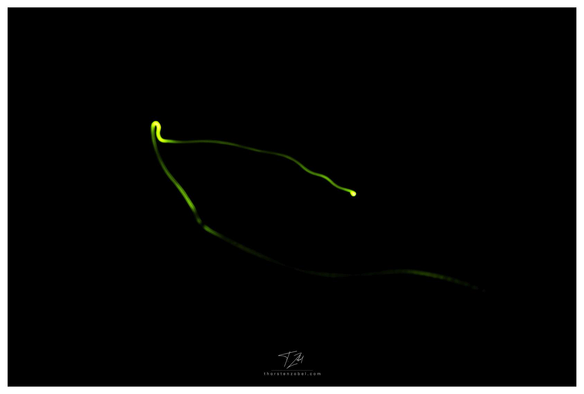 Against a black background, a firefly leaves a glowing green trail. The photo was taken using a long exposure.