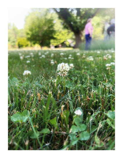 Photo of a grassy lawn, taken low to the ground, focusing on a head of white clover among green blades of grass with other blurry clover blossoms in the background. Out of focus in the distance, in the upper third of the frame, is a view of three people standing and talking among leafy sunlit trees and houses under a bright sky.