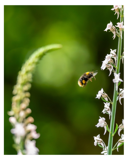 Die beiden Makroaufnahmen zeigen 
- eine Ackerhummel (bombus pascuorum) auf weißem Leinkraut (linaria purpurea alba)
- eine Wiesenhummel bombus pratorum) auf lila Leinkraut (linaria purpurea)