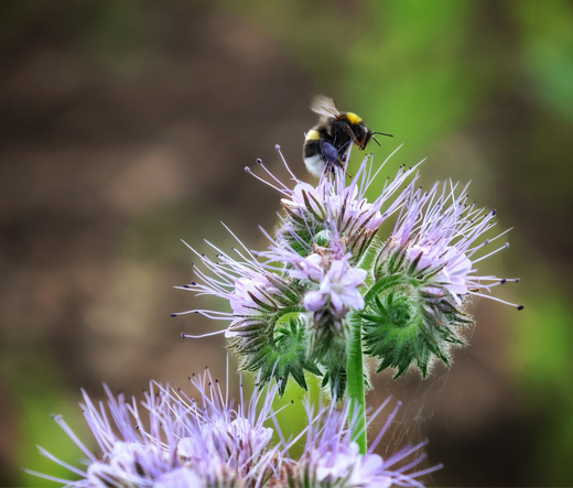 A detailed close-up photograph captures a bumblebee with vibrant yellow and black striped fur as it lands on a cluster of delicate lavender-coloured Phacelia flowers. The Phacelia blooms display intricate, rounded flower heads, each composed of numerous fine, spiky petals radiating outward from central buds. The bee’s fuzzy body, with its characteristic banded pattern, and its translucent, veined wings are focused, while slight motion blur on the wings conveys movement. A softly blurred green background with a bokeh effect draws attention to the bee and flowers.