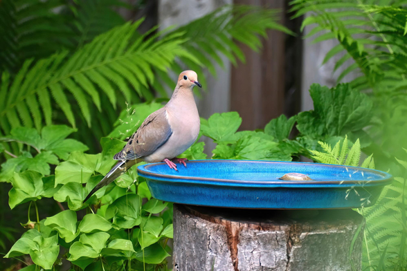 A light brown dove sitting on the rim of a blue plate filled with water. 
In the background ferns and Nodding Trilliums.