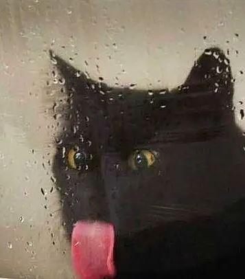 A black cat's face behind some glass with some water droplets on them. The cat's eyes are crossed and his tongue is licking the glass.