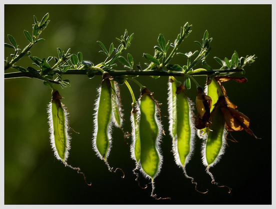 Horizontal closeup of a common broom plants seed pods, backlit by warm sunlight.