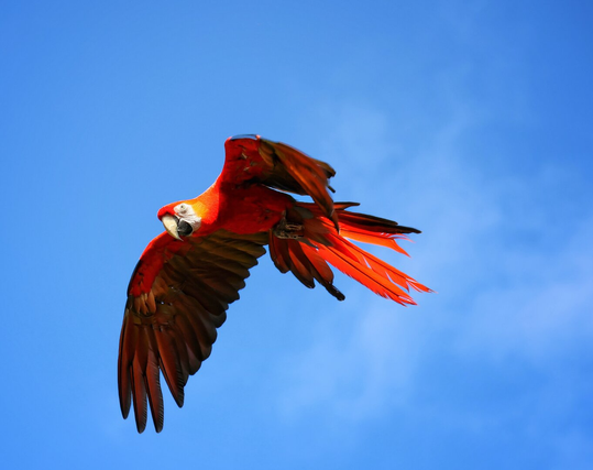 A scarlet macaw in mid-flight, displaying its vibrant red wings against a clear blue sky, with its white face and strong curved beak prominently visible.