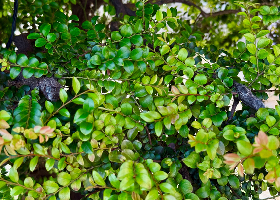 Close-up of dense green foliage with small, glossy leaves and dark branches visible among the leaves.