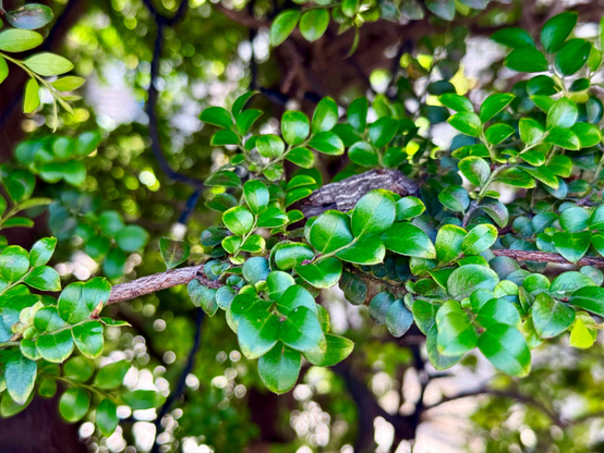 Close-up of small, shiny green leaves on a tree branch with blurred foliage in the background.