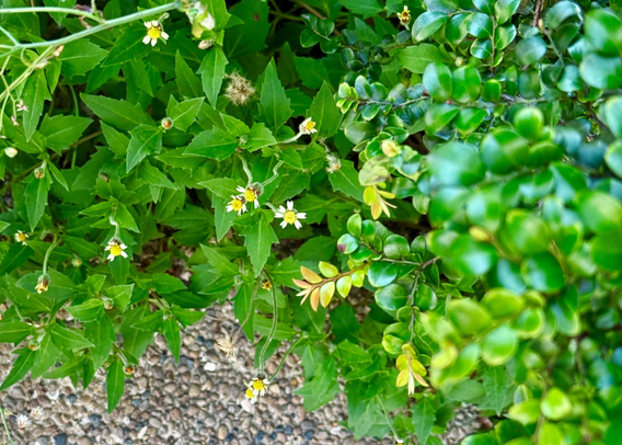Close-up of green leafy plants with small white and yellow flowers, some seed heads, and a textured ground surface.