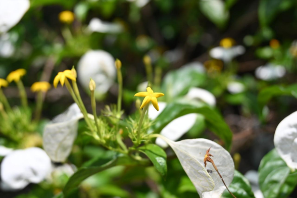 手水鉢の手前で咲いていたコンロンカ。苞は概ね白くなっているが、星型の黄色の花はまばらに咲いた状態。/ 2026.06.30 因幡堂平等寺から