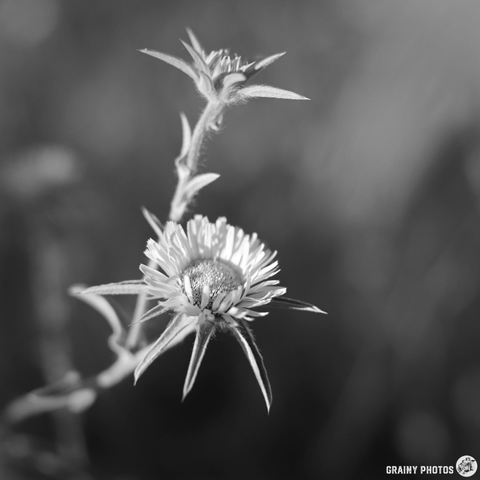 A delicate flower with light petals and a central bud, standing upright against a blurred background. The plant features slender stems and a natural, organic aesthetic. Captured in black-and-white on film.