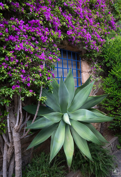 Color photo of an agave plant below and purple bougainvillea growing on a wall surrounding a window with a blue metal grate over it.
