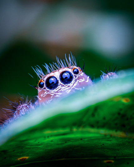 Macro shot of a jumping spider peering over the edge of a leaf at the camera. It has a flat cut style haircut and its eyes are in focus as it ponders the camera. It is pink with white stripes across it. The background is a dark green.