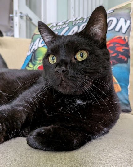 A handsome black cat with vibrant yellow eyes and long whiskers calmly gazes off-camera while resting on a light yellow couch in front of a brightly coloured throw pillow.