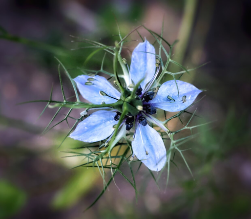 Close-up of a love-in-a-mist flower (Nigella damascena) with delicate, translucent pale pink petals exhibiting subtle veining, surrounding a central cluster of small yellow-green buds and dark stamens. The plant’s characteristic fine, feathery, thread-like green foliage extends outward with slender, spiny stems, creating an intricate, web-like pattern around the bloom. The soft-focus background reveals blurred greenery.