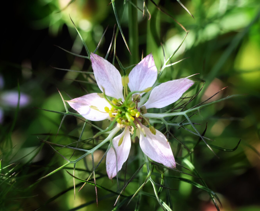 Close-up of a love-in-a-mist flower (Nigella damascena) with delicate, papery pale blue petals with subtle veining, surrounding a central cluster of dark stamens and green structures. The plant’s fine, feathery, thread-like green foliage extends outward with slender, spiny stems forming an intricate network. The soft-focus background features blurred purple and green hues.