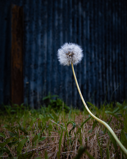 A close-up shot of a single white, fluffy dandelion growing from a patch of green and dry grass. The long, thin stem reaches gracefully upward, holding the delicate puffball against a dark background of weathered, blue corrugated metal and a rusted metal post.