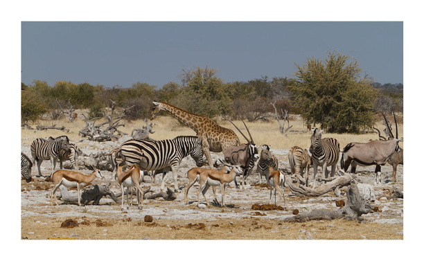 Giraffe, oryx, springbok and zebra's drinking at a waterhole in Etosha National Park.