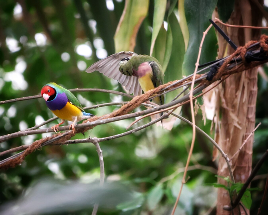 Two Gouldian finches perched on tangled branches in a butterfly house. The left finch displays striking multi-coloured plumage with a bright red face, deep purple chest, golden yellow belly, and green and blue wings. The right finch, predominantly green with yellow and pinkish-purple markings, grooms its wings; only the back of its head is visible. Soft-focused foliage and a textured tree trunk form the natural backdrop.
