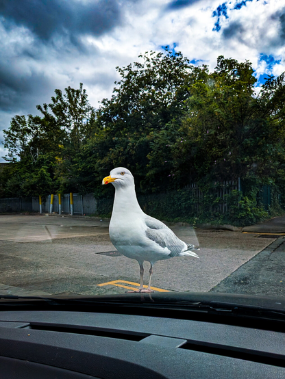 A photo of a seagull perched on a car hood taken from inside the car looking through the windshield. The bird looks slightly off to the side with an intense expression focusing its eye toward the camera. In the background, dense green foliage behind an industrial metal gate under a moody, overcast sky.