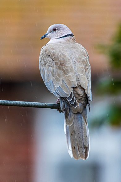 Eurasian collared-dove perched in light rain with a soft brown and green background.