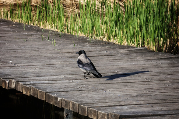 A hooded crow with distinctive grey body plumage and black head, wings, and tail stands on a weathered wooden boardwalk in a wetland. The sunlit boardwalk consists of weathered planks with visible grain. Tall, dense green reeds and grasses form the background. The crow faces slightly to the left, casting a clear shadow on the wood.