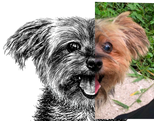 Black and white drawing of a Yorkie named Dolce, with the right half of the image being the reference.