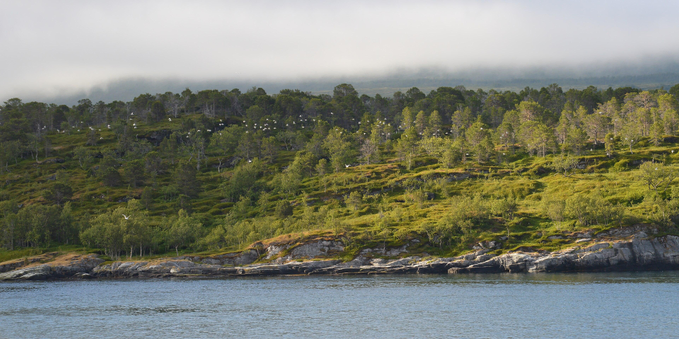 A photo of water with a rocky shore leading to a steep green hill with trees on it. The landscape keeps rising, obscured by low clouds. There are many gulls flying by.