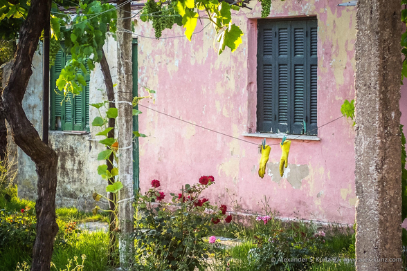 Photo showing a small scene with the pink wall of a building, slightly crumbling stucco; a small bush with red roses, and a clothesline with a pair of yellow rubber gloves.