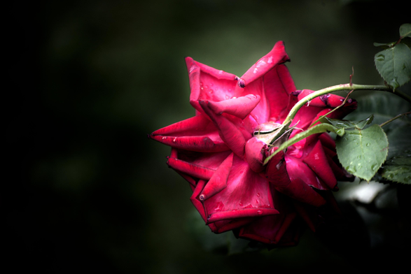 A single, vibrant red rose is captured from a rear, slightly angled perspective against a stark, dark green and black background. The flower’s petals fold outward in sharp, geometric points, revealing a deep crimson hue with subtle, dark edges and a few glistening water droplets. The green stem and sepals are visible where they connect to the base of the bloom. On the right, a slender stem with serrated green leaves curves gently into the frame, also catching light and bearing small drops of water. The dramatic, moody lighting emphasizes the rich textures and deep colors of the rose.