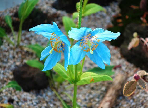 The image displays two vibrant, sky-blue blossoms side-by-side on a single, upright green stem. Each flower features delicate, slightly crinkled petals with a translucent quality, radiating an intense, pure blue hue. At the center of each bloom, a prominent, pale green, curved pistil is surrounded by a dense, contrasting burst of numerous bright golden-yellow stamens dusted with pollen. The stem and leaf bases are covered in fine, bristly, translucent hairs that catch the light.