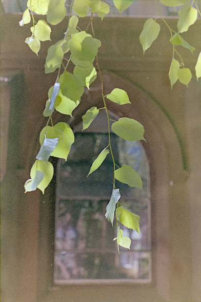Verdant leaves back lit, in front of Gothic church window