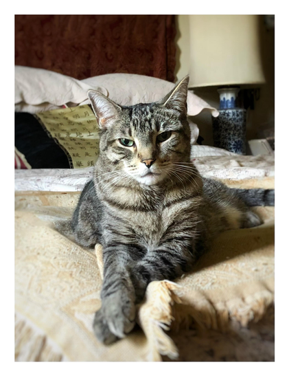 A photo of Max the striped gray tabby (dearly missed) reclining on a bed and directly facing the camera with his forepaws crossed one over the other, a very regal pose. His eyes are half-closed and he looks like the epitome of cool. In the background are some pillows, including a black-and-gold one with Chinese characters, and a bedside lamp with blue ornamentation on its base.