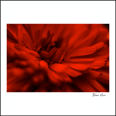 Blüte in ROT