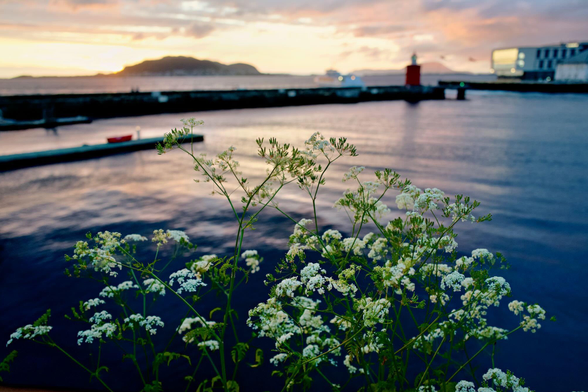 The foreground is filled with delicate wildflowers bearing clusters of tiny white blossoms, sharply in focus against the water.
Beyond them, a calm harbor reflects the soft colors of the evening sky, with gentle ripples spreading across the surface.
A long breakwater stretches across the middle distance, ending at a small red lighthouse that stands out against the muted tones.
In the background, a low island and a ferry appear softly blurred beneath a glowing sunset of warm orange, pink, and lavender clouds.
The overall atmosphere is peaceful and contemplative, combining the quiet beauty of nature with a serene coastal setting.