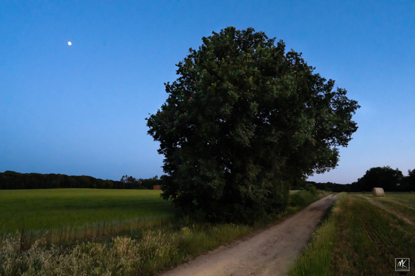 Color photo taken after sunset looking down a dirt road with a tree next to it and farm fields on either side. To the right in the middle distance is a round roll of hay. To the left a waxing moon hangs in the dark twilight sky.