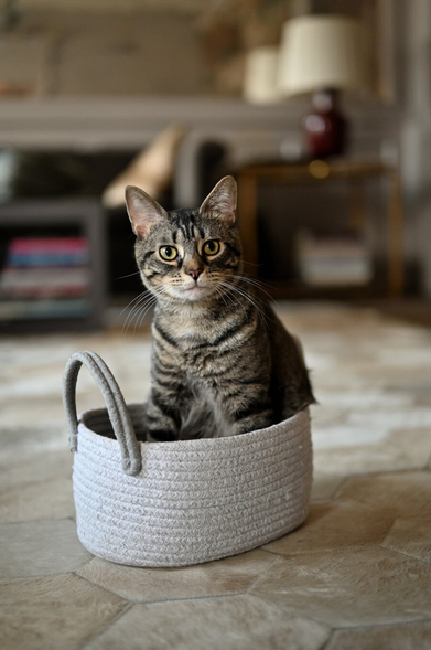A mackerel tabby cat sits in a white basket and looks at the camera.