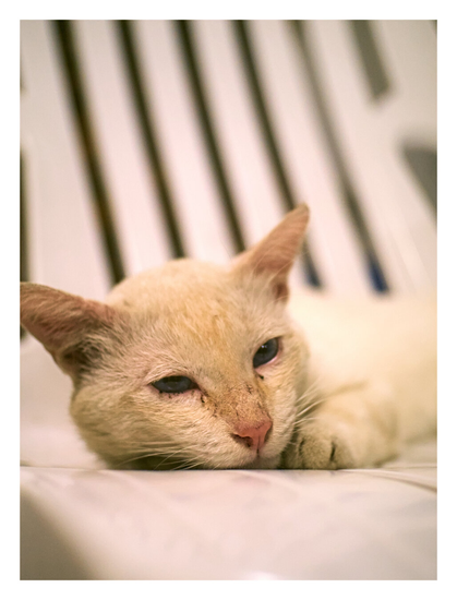 A sleepy white cat resting on a white chair.