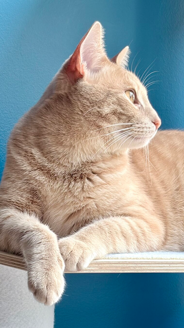 orange kitten sits on a platform looking back over his shoulder, paws crossed, towards the light (window with bird!) Background is blue.