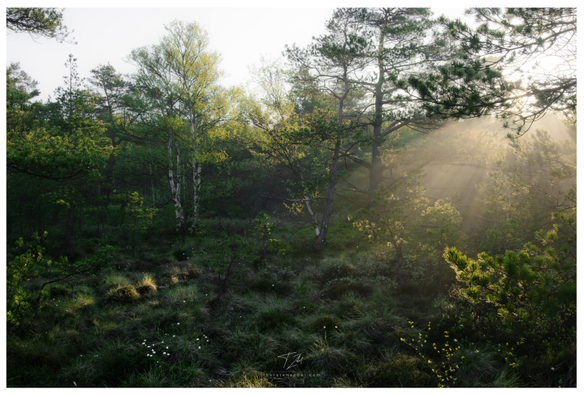 The morning sun breaks through the trees of a moorland landscape dotted with sparse grasses, white, cotton-like flowers, and small trees, creating a scene rich in contrast through a beautiful interplay of light and shadow.