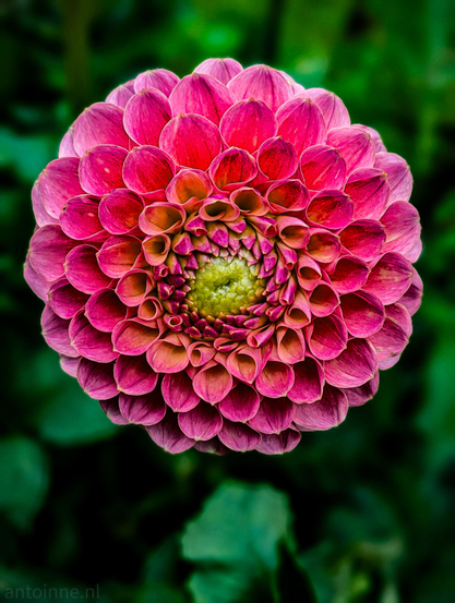 A top-down view of a vibrant dahlia flower, showcasing a highly symmetric and geometric petal arrangement.

The petals feature a rich, deep pink hue that transitions into lighter, almost orange-coral undertones near the flower's center. 

The very core of the dahlia reveals tightly packed, immature petals of a yellowish-green shade.
