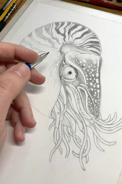 Photo of a pencil drawing in progress of a chambered nautilus. The drawing is taped to a board with various drawing implements alongside it. A hand holding a pencil is in the foreground