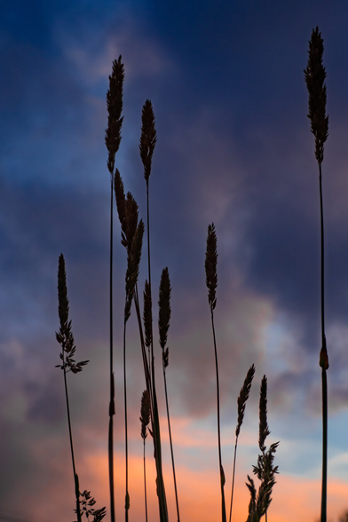 Tall wild grass stems silhouetted against a moody sky at sunset with deep blue clouds and a warm orange on the horizon.