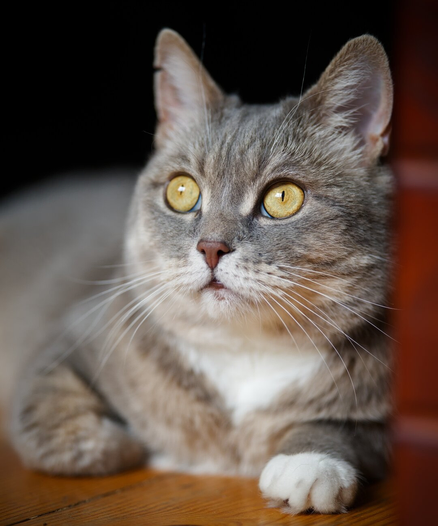 A portrait of a grey and white tabby cat gazing at something out of frame.