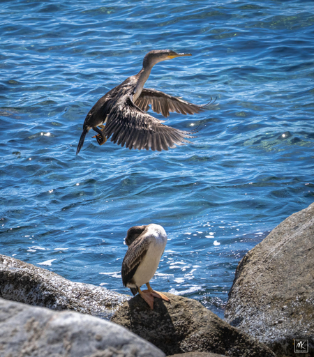 Color photo of a cormorant with wings extended forward in the air above another cormorant standing on a rock next to the water that has its head tucked behind it.