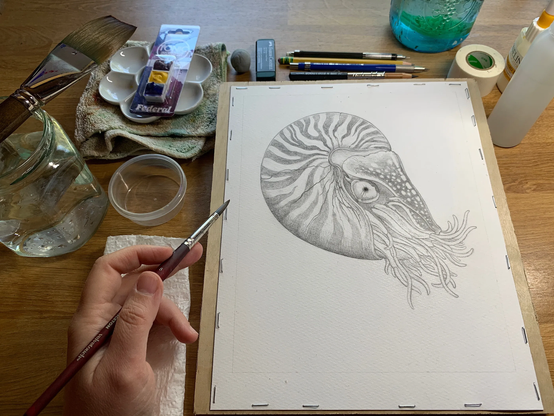 Photo of a drawing of a nautilus stapled to a board surrounded by paints, pencils and assorted painting accessories. A hand holding a paintbrush rests on the left side of the drawing. 