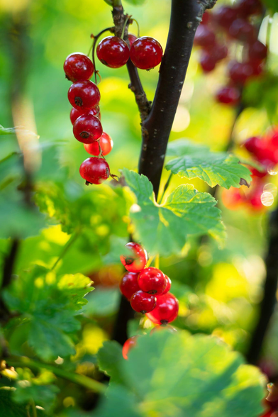 Hochformatiges Farbfoto. Blick in einen Johannisbeerstrauch, die roten Beeren leuchten im Sonnenlicht zwischen den hellgrünen Blättern.