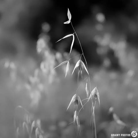 A delicate stalk of grass stands out in sharp focus against a blurred background. The image is in black and white, emphasising the intricate details of the leaves and the peaceful, natural setting.