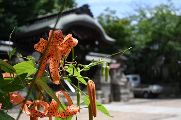 本社殿を背景にコオニユリ。/ 2026.07.08 大将軍神社・東三條社から
